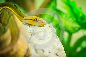 Dog-toothed cat-eye (Boiga cynodon) in the snake farm. Boiga cynodon, commonly known as the dog-toothed cat snake, is a nocturnal