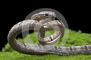 The Dog-toothed Cat Snake