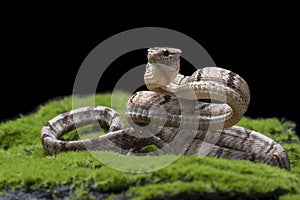 The Dog-toothed Cat Snake