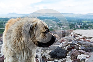 A dog on the top of Pyramid of the Sun, the largest ruins of the architecturally significant Mesoamerican pyramids  in Teotihuacan