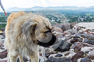 A dog on the top of Pyramid of the Sun, the largest ruins of the architecturally significant Mesoamerican pyramids  in Teotihuacan