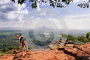 Dog on the top of Sigiriya Rock