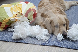 The dog tore the furniture of the house. Golden Retriever alone at home without people