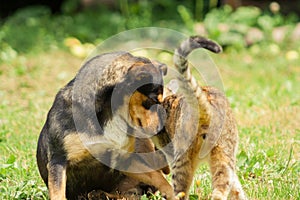 The dog touches the cat`s body. Beautiful animal friendship.