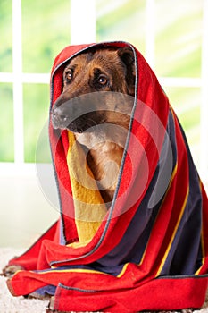 Dog in towel