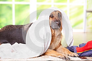 Dog in towel