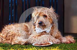 Dog with towel around his neck lying in front of a bowl with pancakes