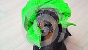 Dog with towel on his head after a bath barks demandingly. Pet grooming, washing