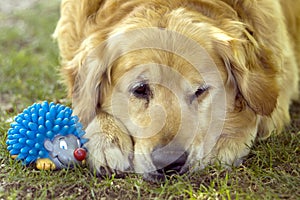 Dog and toy