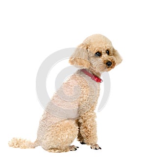 Dog Toy Poodle sitting on a white background with a red collar.