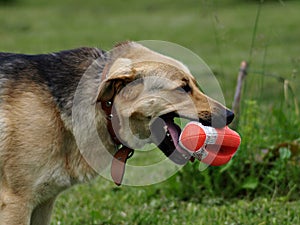 Dog with toy rugby ball