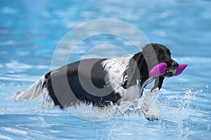 Dog with toy in swimming pool