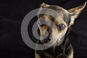 A dog of toy terrier