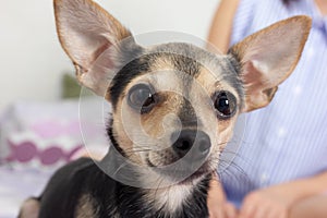 Dog toy terrier with mistress is looking at you