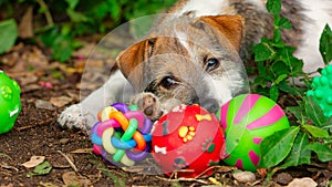 Dog Toys Cute Puppy Playing Outdoors