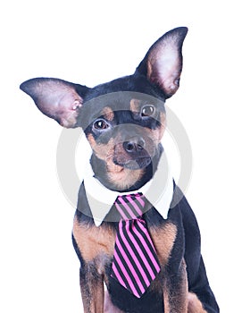 A dog, toyterrier a tie and a white collar.