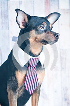 A dog, toyterrier a tie and a white collar. Education, training