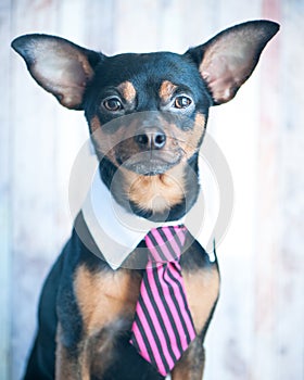 A dog, toyterrier a tie and a white collar. Education, training