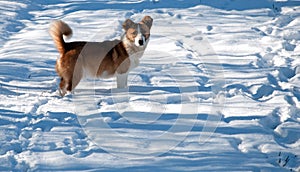 Dog traces in snow