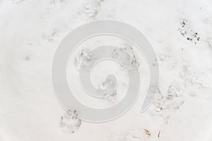 Dog traces on white snow