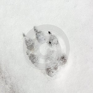 Dog Track, Footprint On Snow