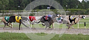 Dog Track Racing