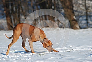 Dog tracking in snow