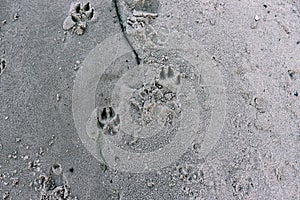 Dog tracks on the beach. Animal tracks on a sandy beach