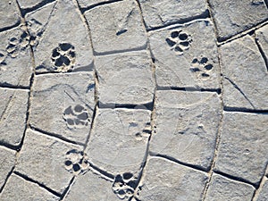 Dog tracks on cement. Cement masonry. Paving stones