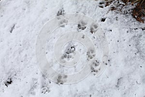 Dog Tracks