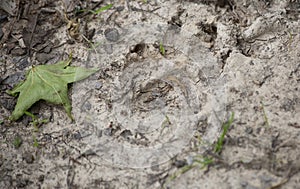 Dog Tracks in Dirt