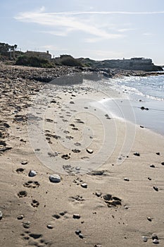 Dog tracks, in a dog friendly seashore beach