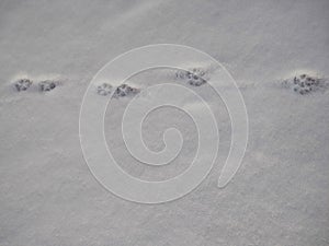 Dog tracks on freshly fallen snow