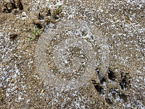 Dog tracks on the ground