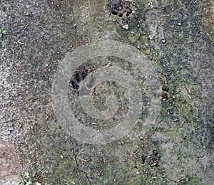 Dog tracks on the ground top view