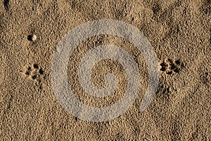 Dog tracks in the mud. Brown wet footprint flat lay