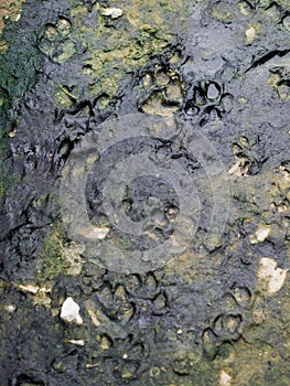 DOG TRACKS IN THE MUD