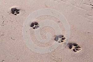 Dog tracks in soft sand on the beach