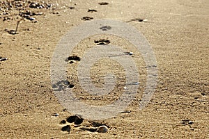 dog tracks on wet sea sand go up