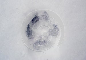 Dog trail on the snow surface