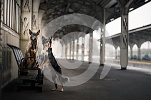 Dog at the train station. Traveling with the pet.