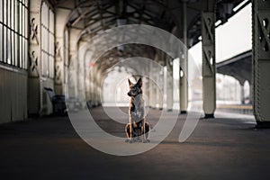 Dog at the train station. Traveling with the pet.