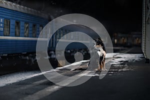 Dog at the train station. Traveling with the pet.