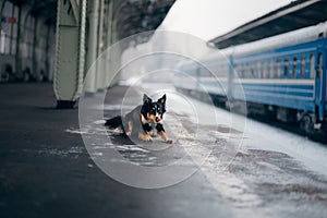 Dog at the train station in winter. traveling with a pet