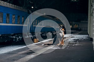 Dog at the train station in winter. traveling with a pet