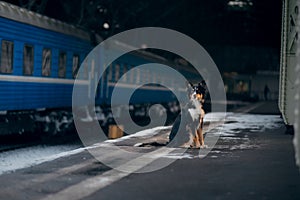 Dog at the train station in winter. traveling with a pet