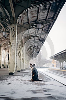 Dog at the train station in winter. traveling with a pet