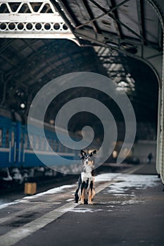 Dog at the train station in winter. traveling with a pet