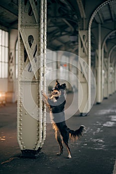 Dog at the train station in winter. traveling with a pet