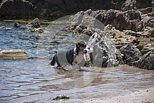 dog trained for rescue while training at sea